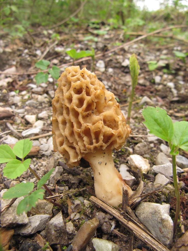 2015Fruehjahrsexkursion