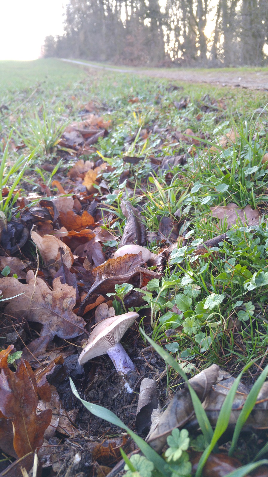 2015lepista personata2