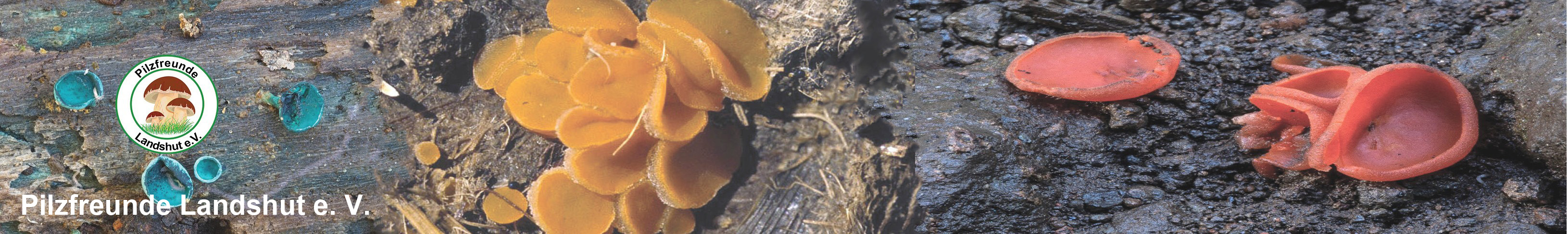 Pilzfreunde-Landshut